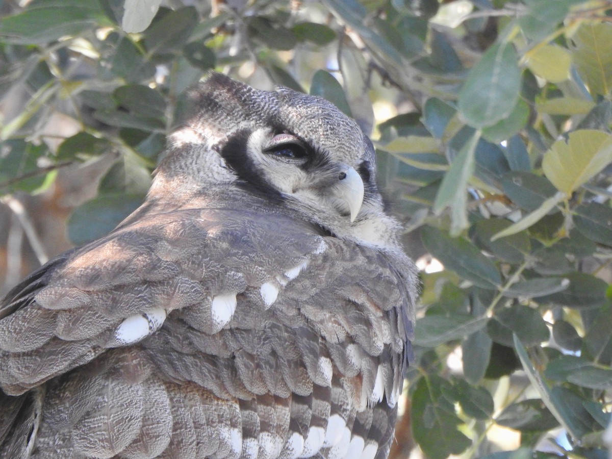 Verreaux's Eagle-Owl - Kalin Ocaña