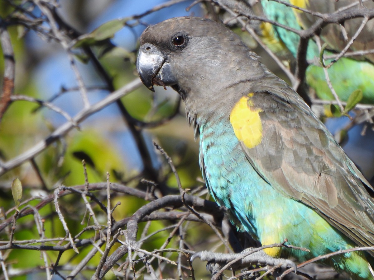 Meyer's Parrot - ML168127981