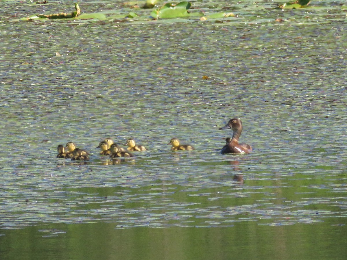 Ring-necked Duck - ML168128301