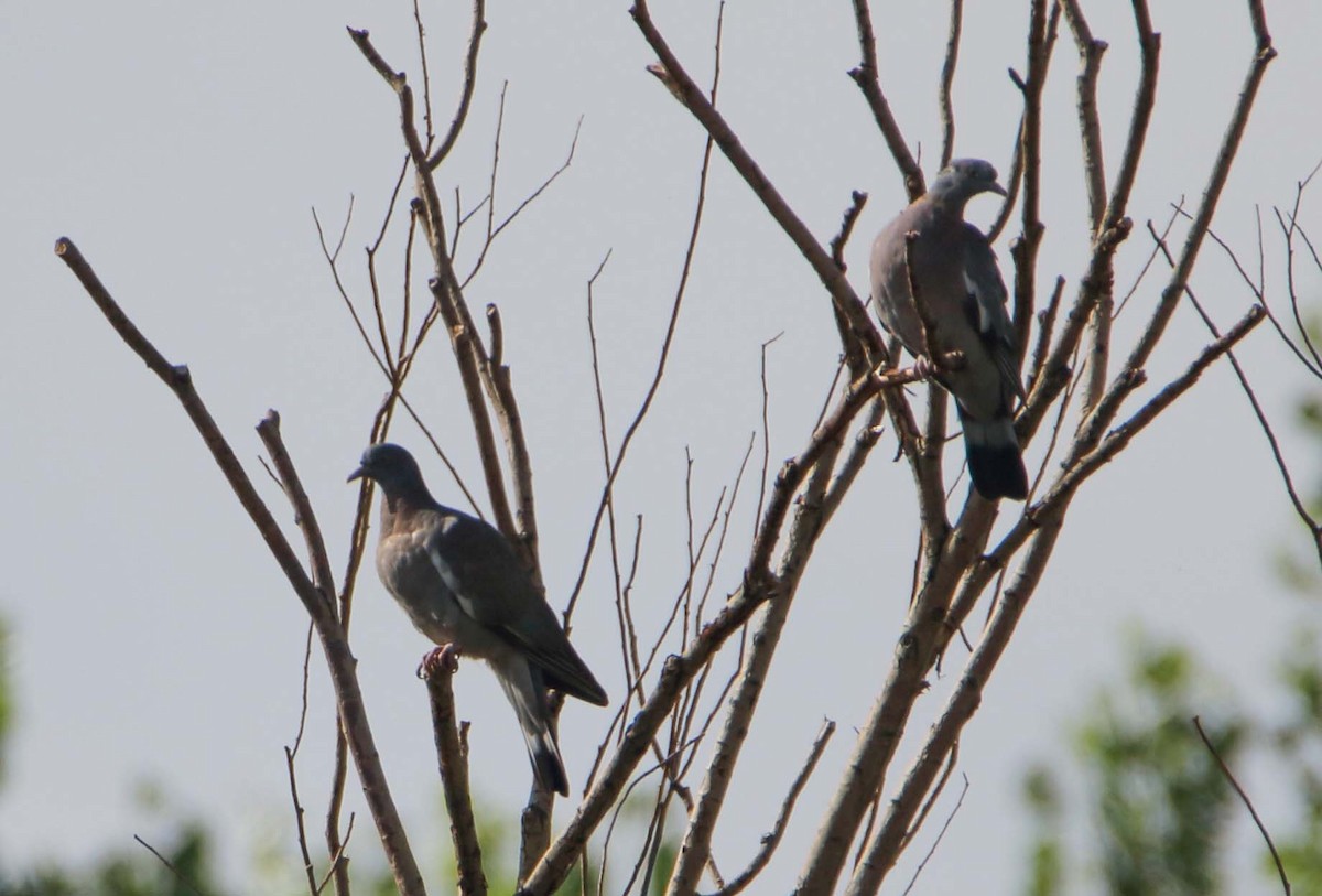 Common Wood-Pigeon - ML168128921