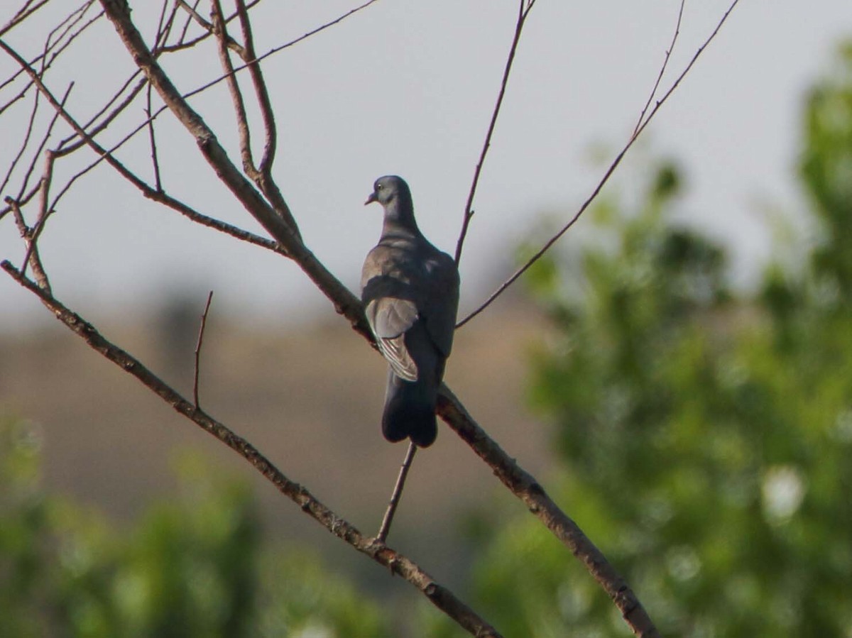 Common Wood-Pigeon - ML168128931