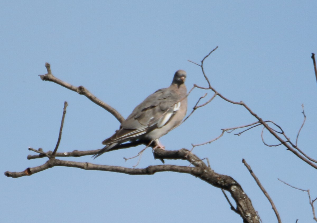 Common Wood-Pigeon - ML168128941
