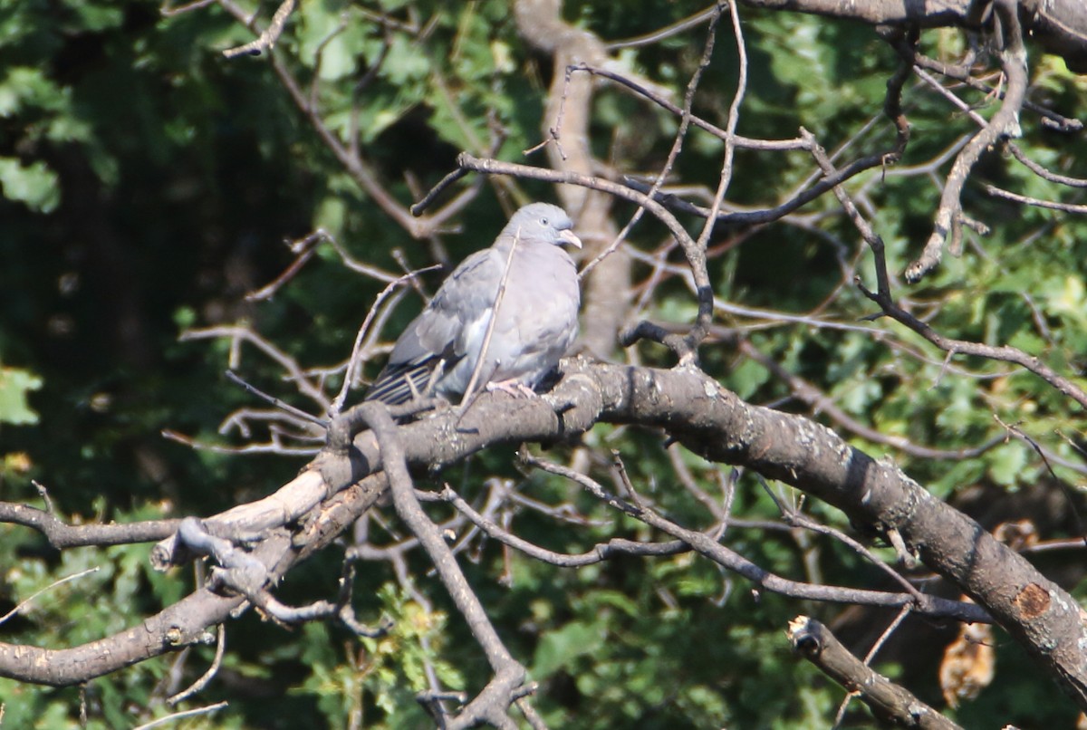 Common Wood-Pigeon - ML168128951