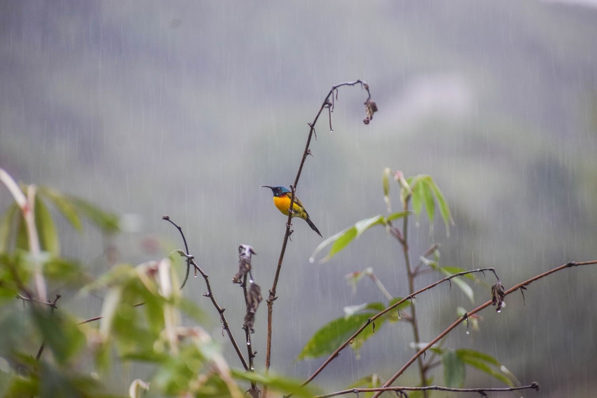 Green-tailed Sunbird - ML168129271