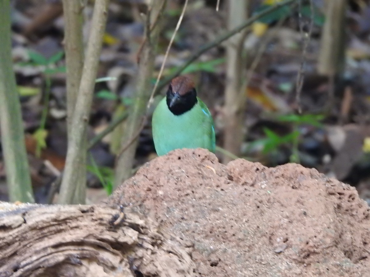 Western Hooded Pitta - Garry Carter