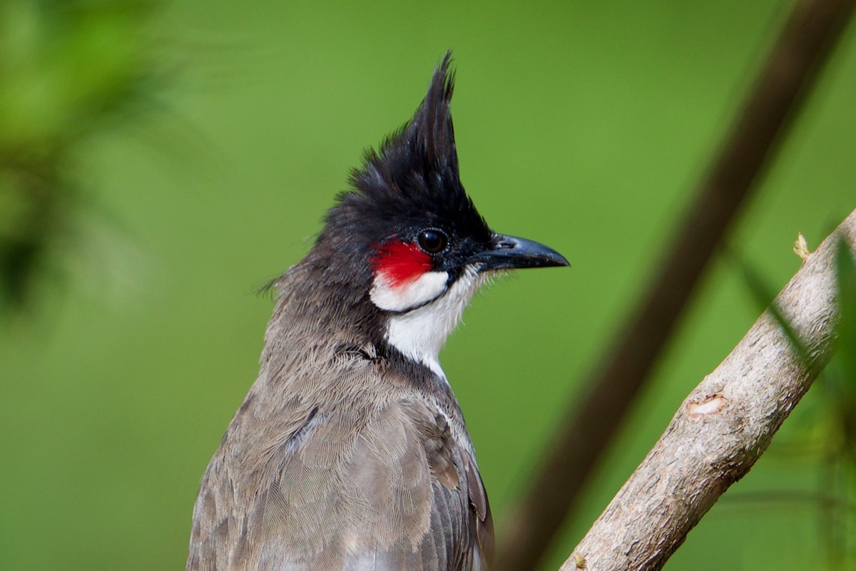 Red-whiskered Bulbul - Snehasis Sinha