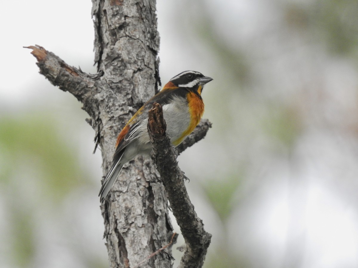 Western Spindalis (Bahamas Green-backed) - ML168131851