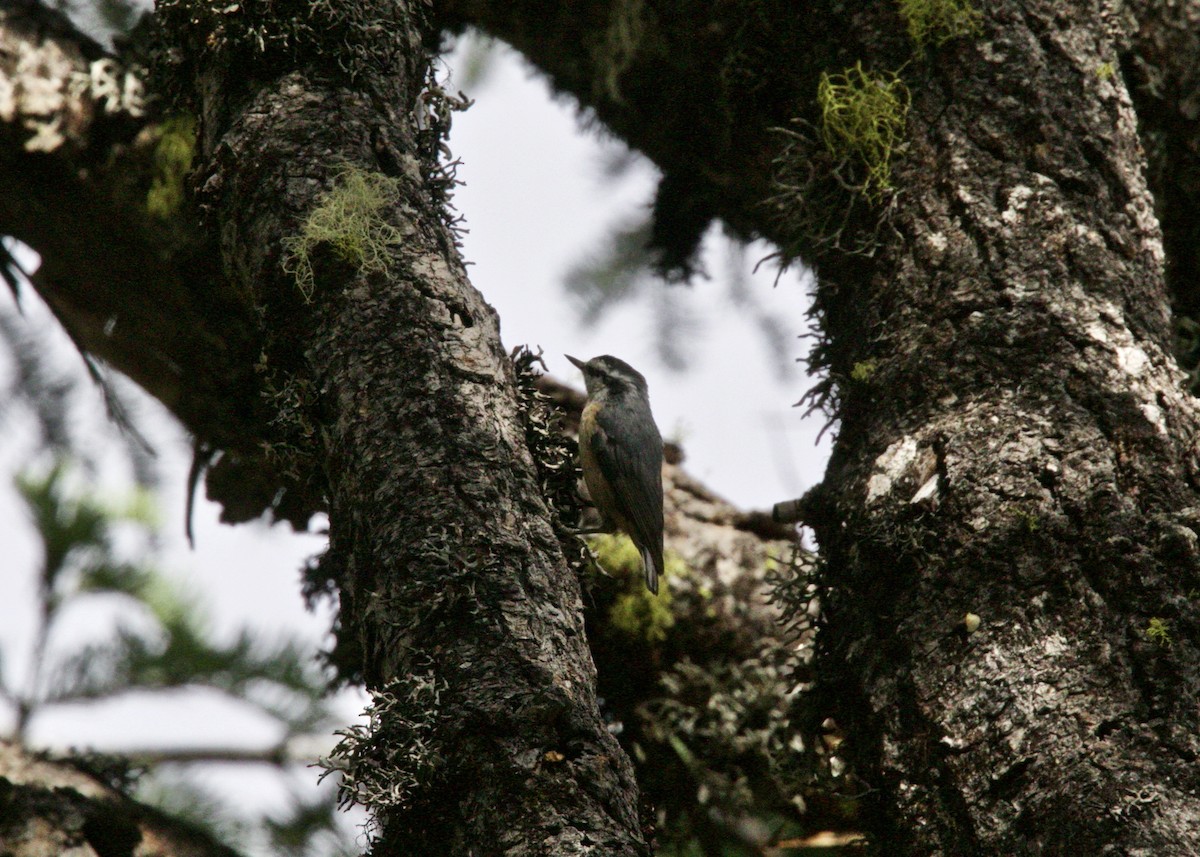 Red-breasted Nuthatch - Dave Bengston