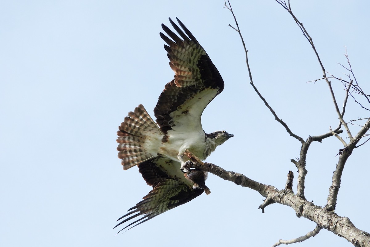 Osprey - ML168132461