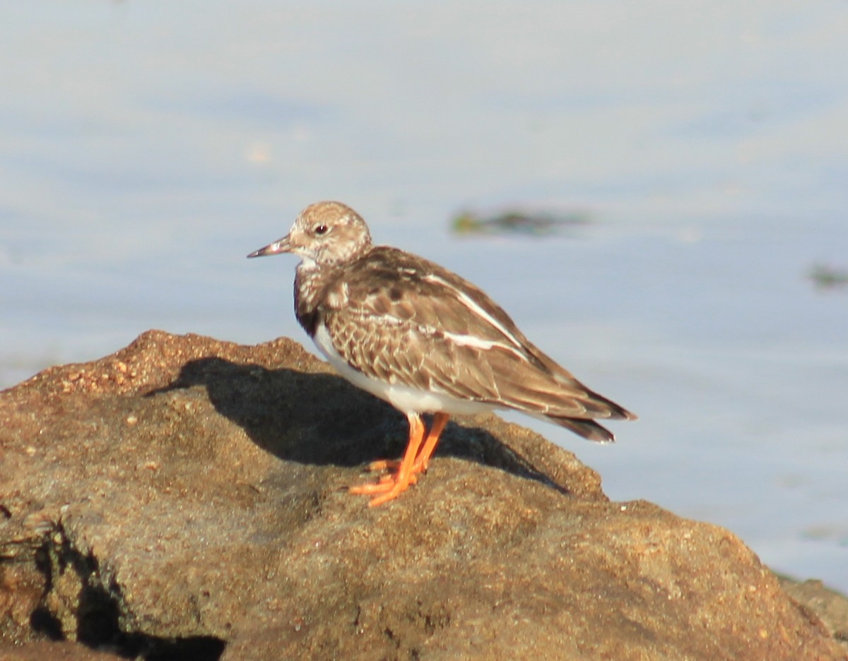 Ruddy Turnstone - Darron Gedge