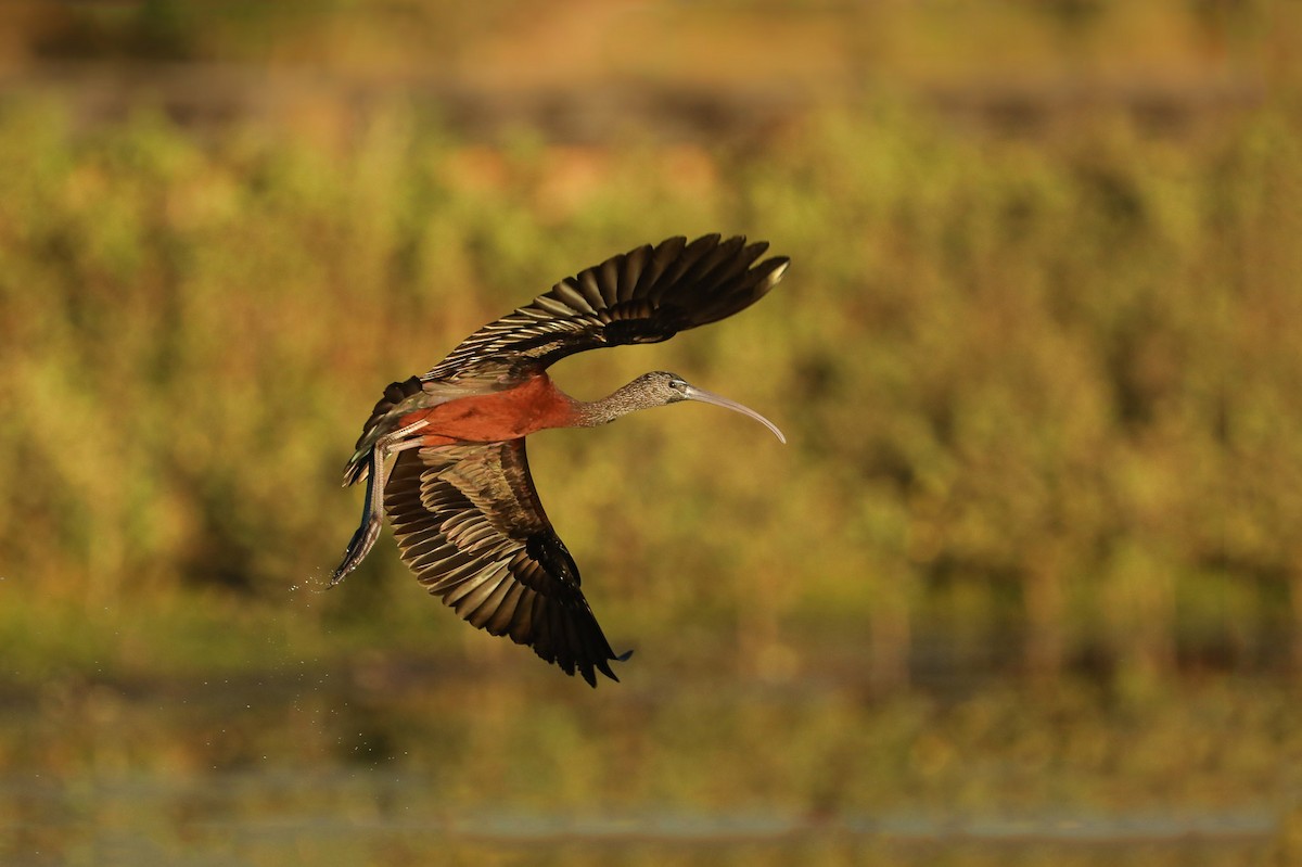 ibis hnědý - ML168134231