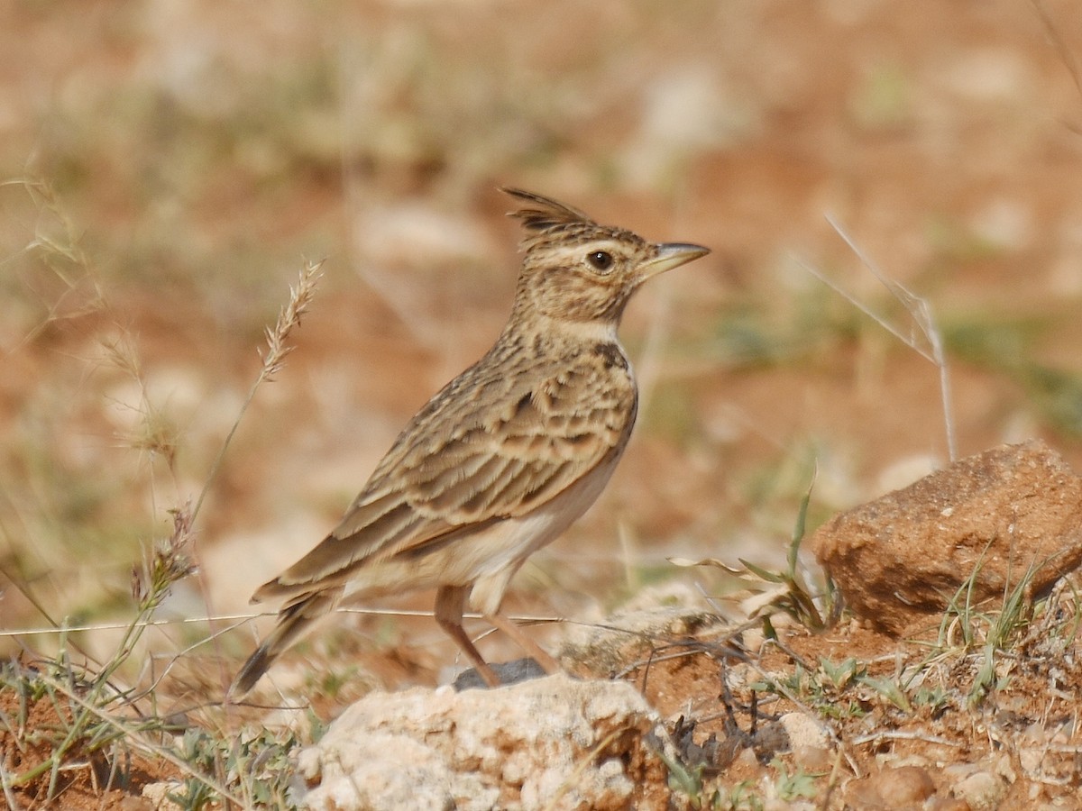 Malabar Lark - Renuka Vijayaraghavan