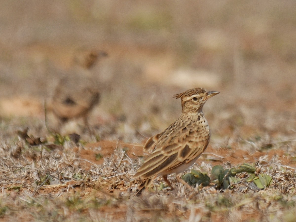 Malabar Lark - Renuka Vijayaraghavan