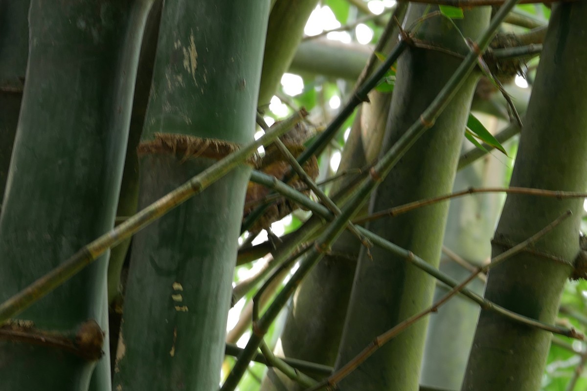 Streak-throated Woodpecker - ML168134991