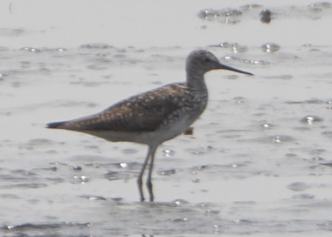 Greater Yellowlegs - ML168135441