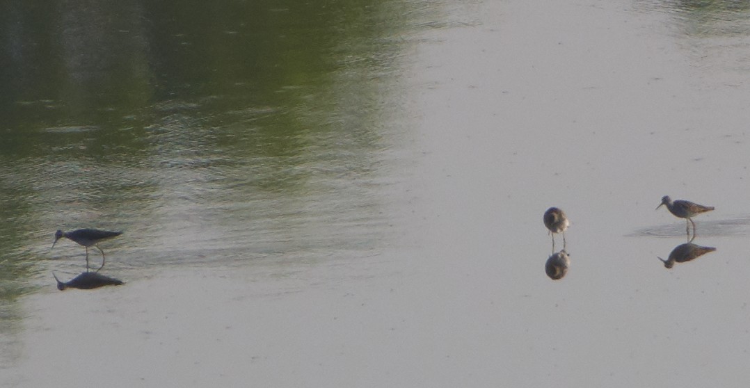 Greater Yellowlegs - ML168135461