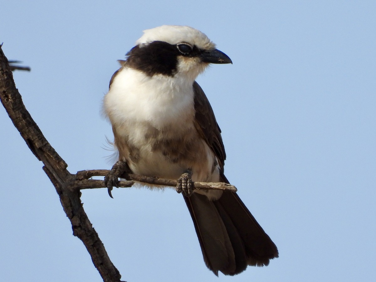 White-rumped Shrike - ML168136461