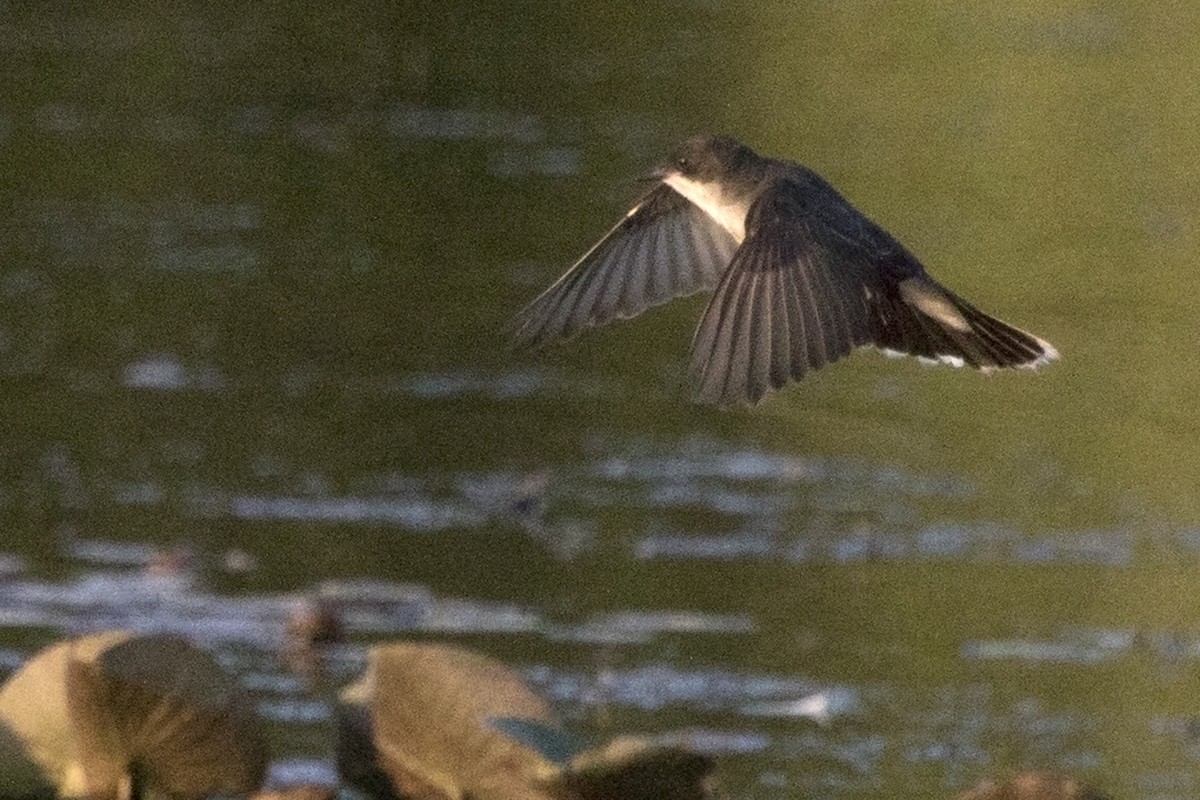 Eastern Kingbird - ML168136681