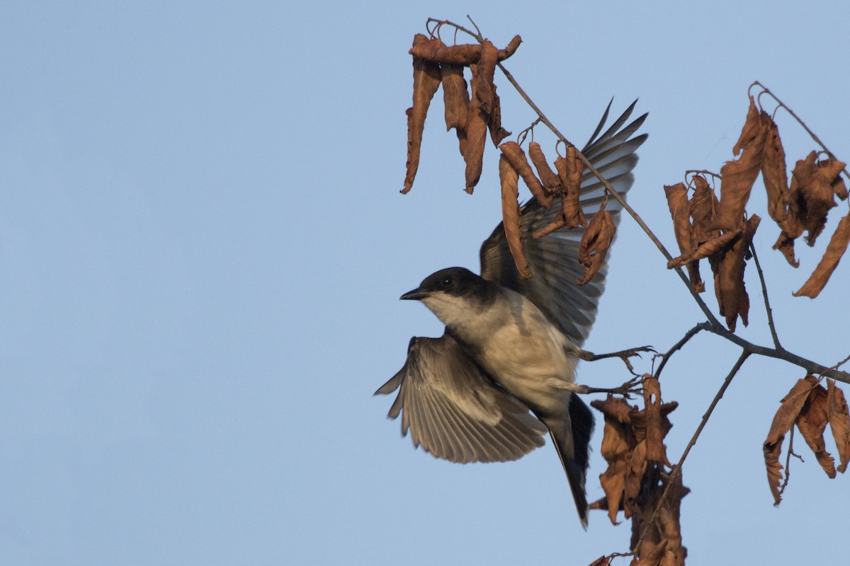 Eastern Kingbird - ML168136901