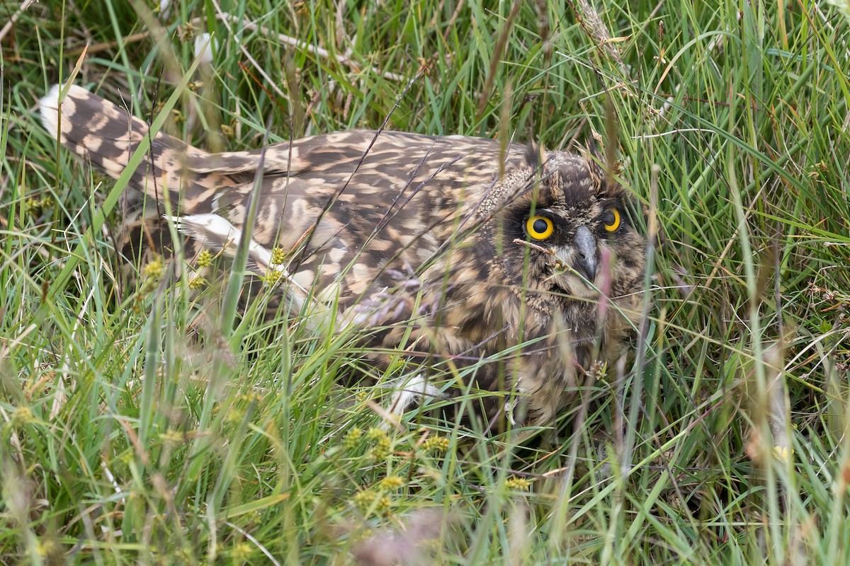 Short-eared Owl - James Kennerley