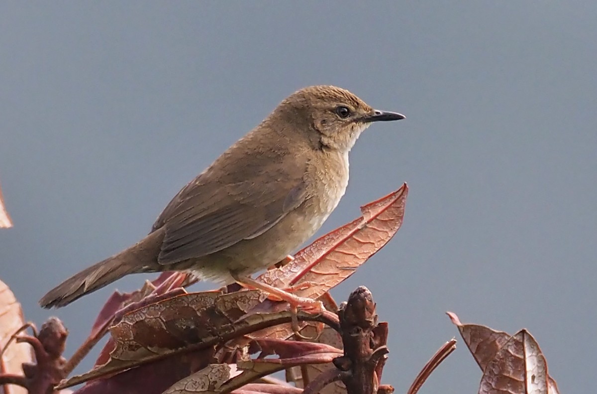 West Himalayan Bush Warbler - ML168139031