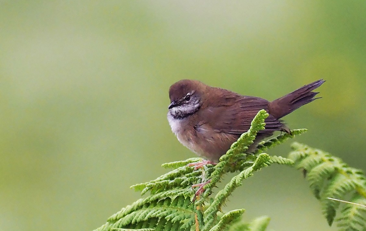 West Himalayan Bush Warbler - ML168139051