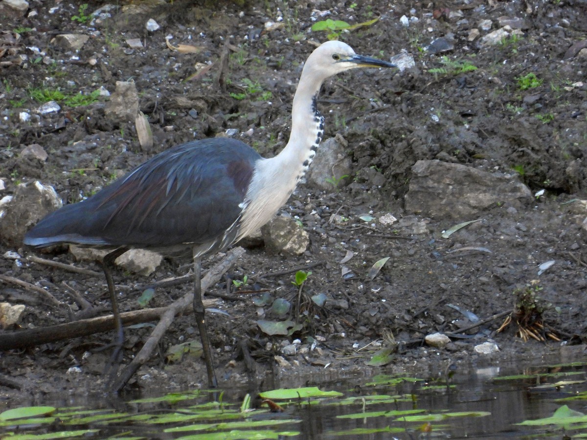 Pacific Heron - Chris Burwell