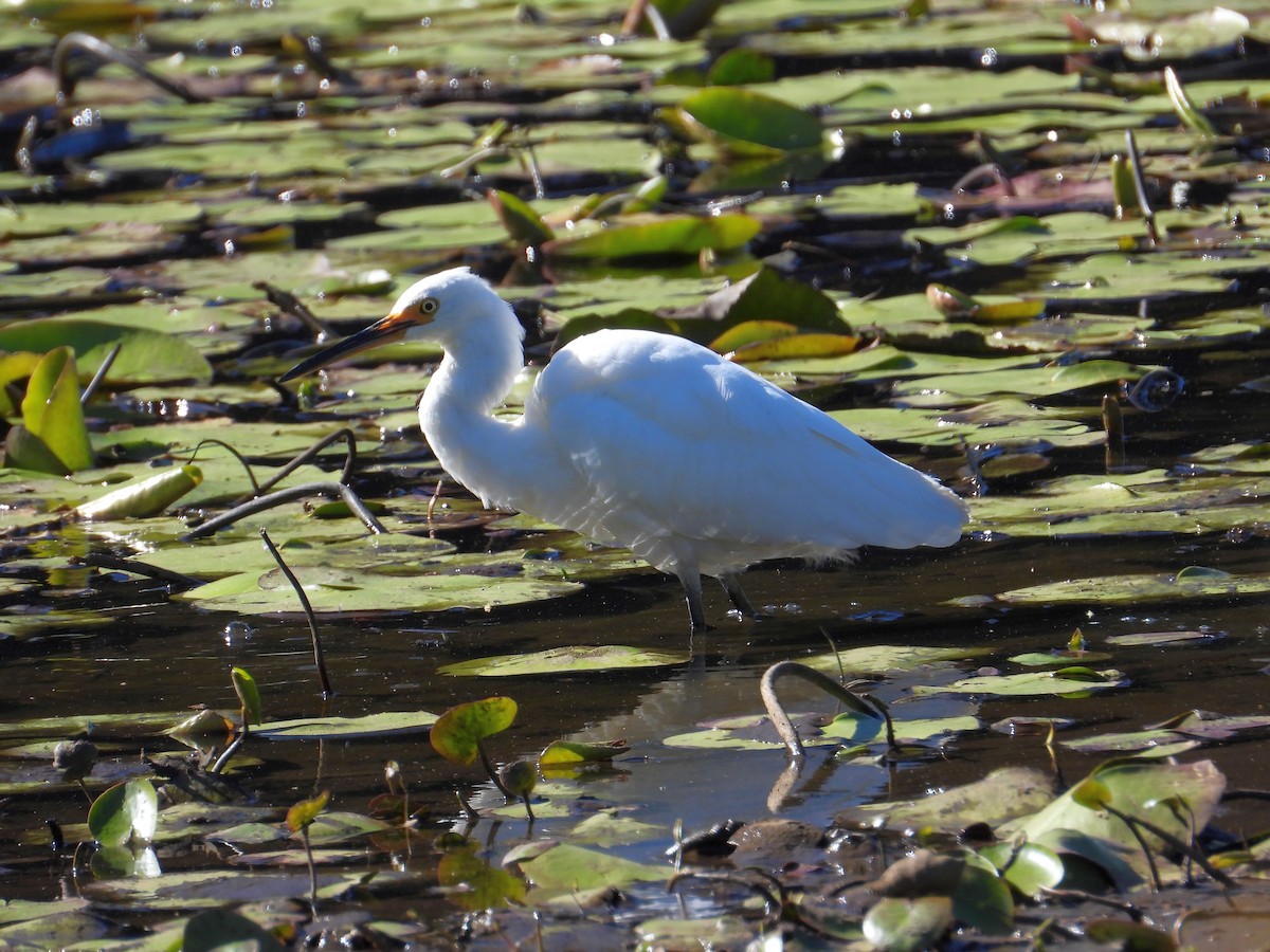 Little Egret (Australasian) - ML168139971