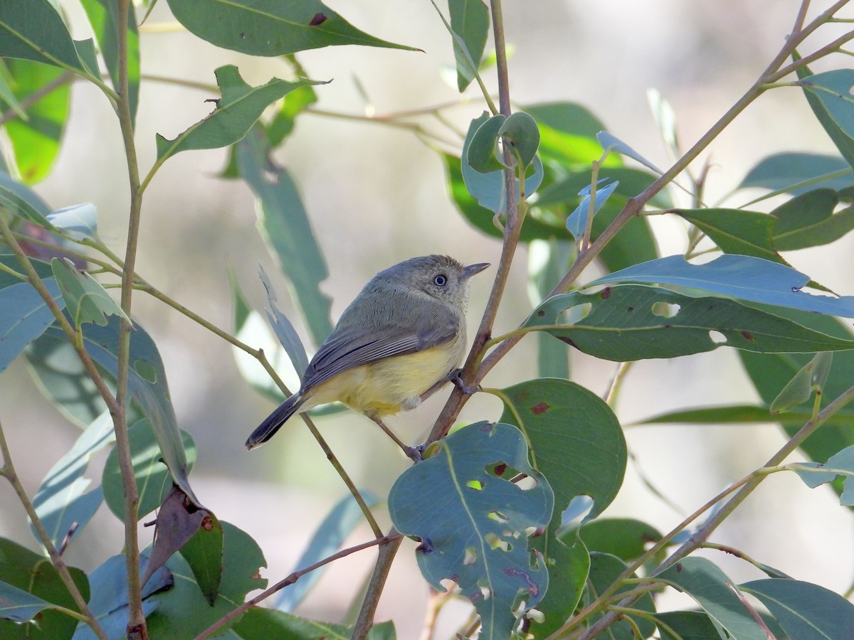 Buff-rumped Thornbill - ML168140611