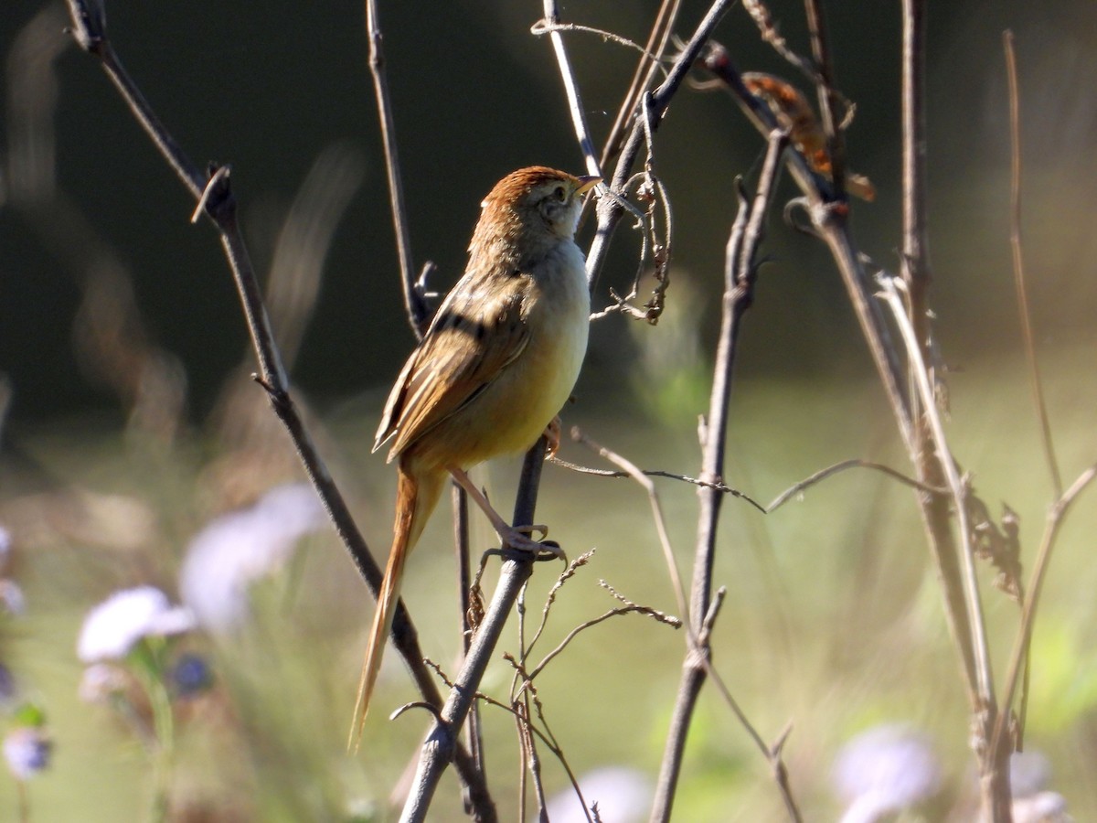 Tawny Grassbird - ML168141161