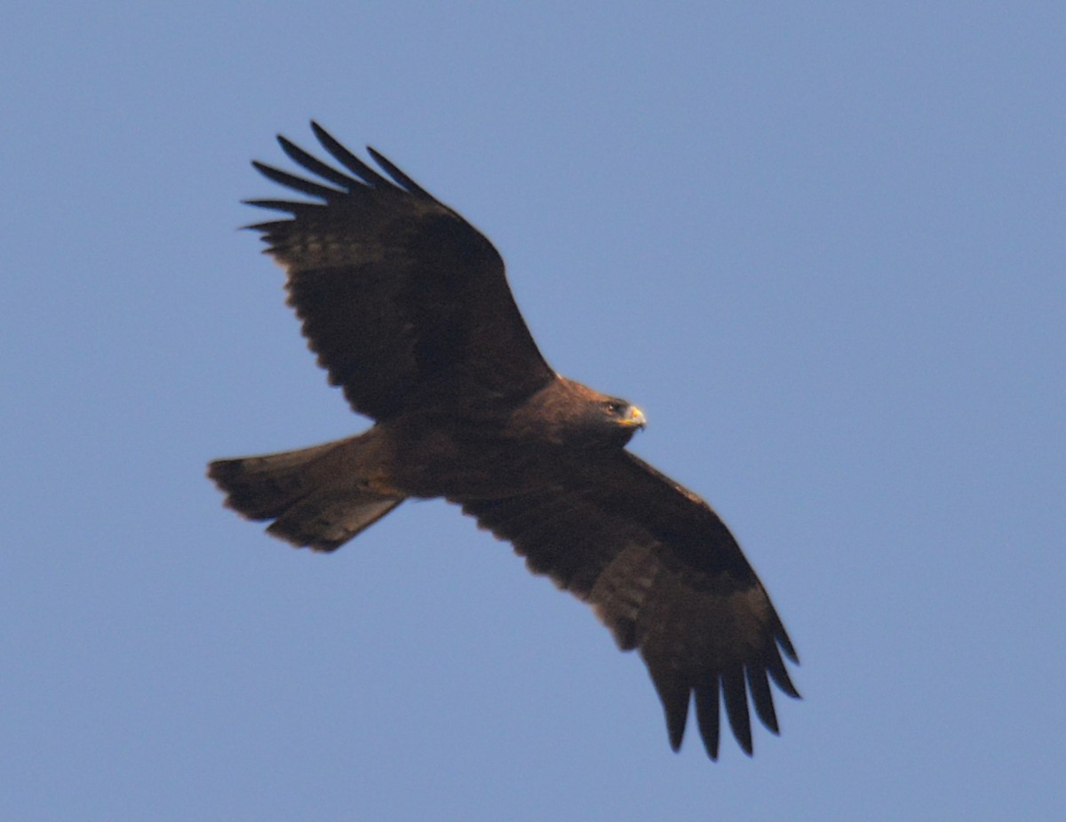 Booted Eagle - ML168141961