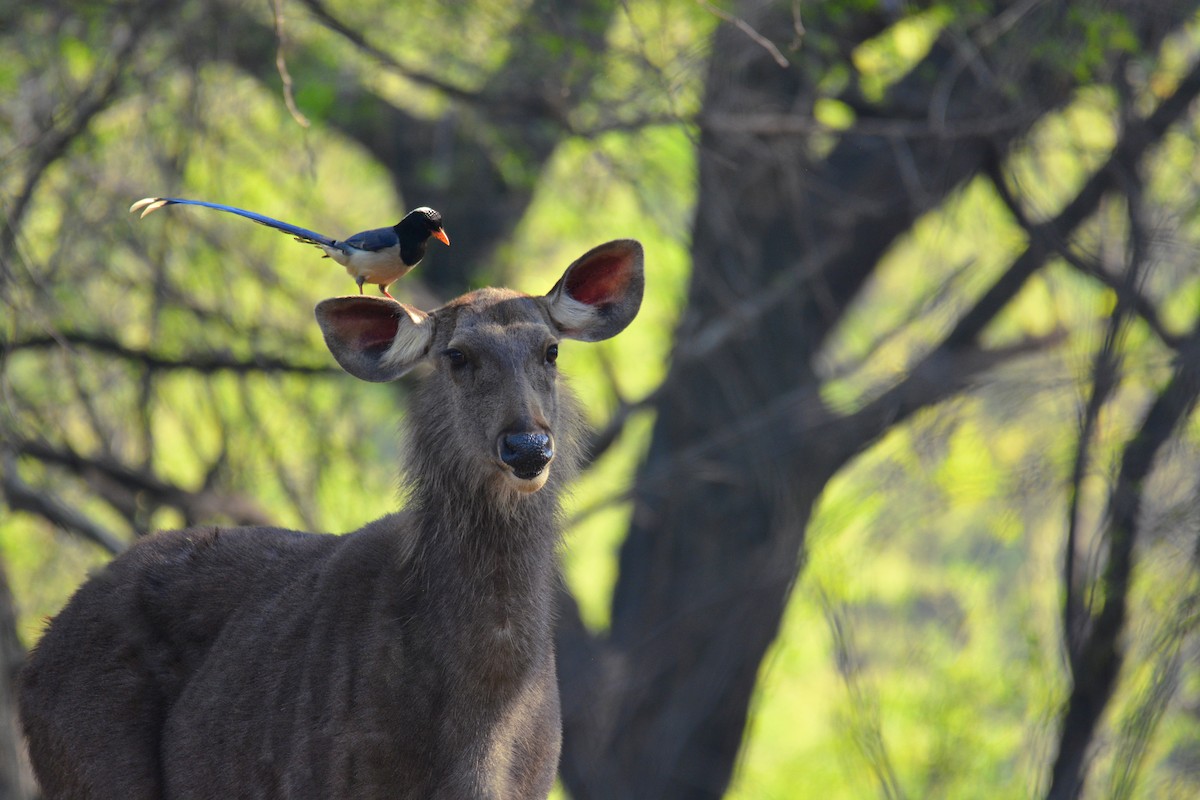 Red-billed Blue-Magpie - ML168142401