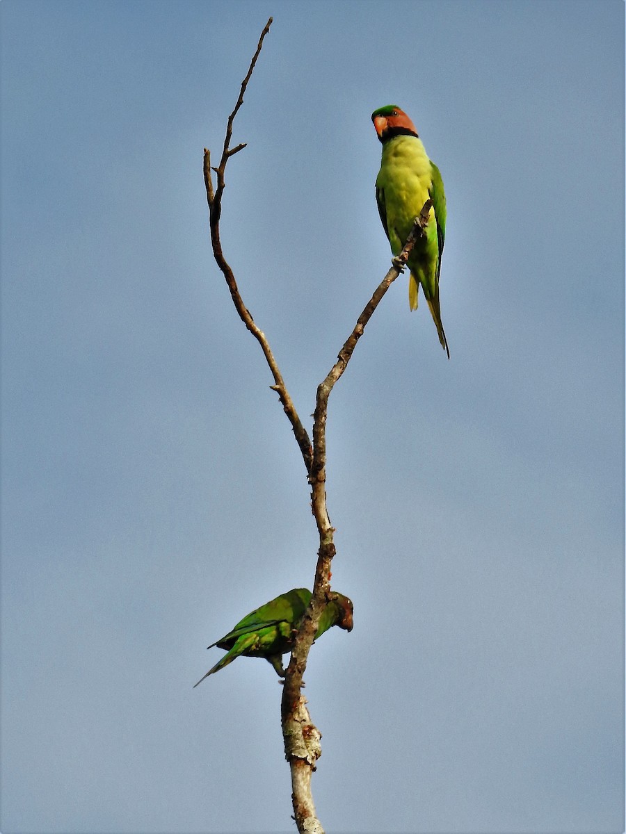 Long-tailed Parakeet - Tuck Hong Tang