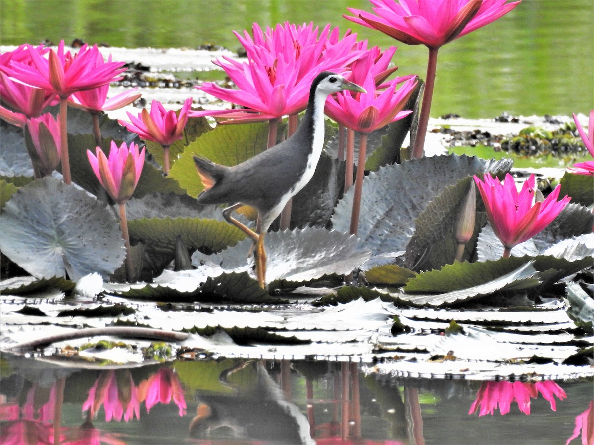 White-breasted Waterhen - Tuck Hong Tang