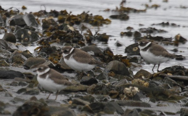 Semipalmated Plover - ML168143241