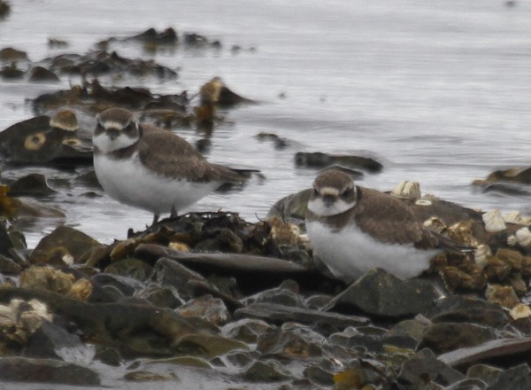 Semipalmated Plover - ML168143251
