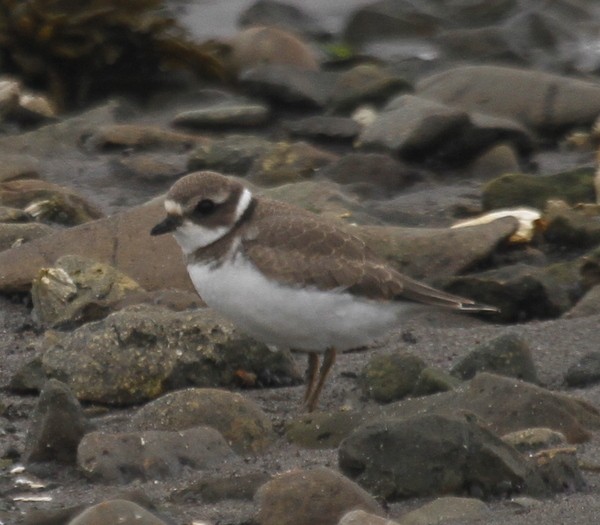 Semipalmated Plover - ML168143261