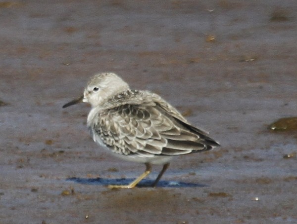 Temminck's Stint - ML168146131