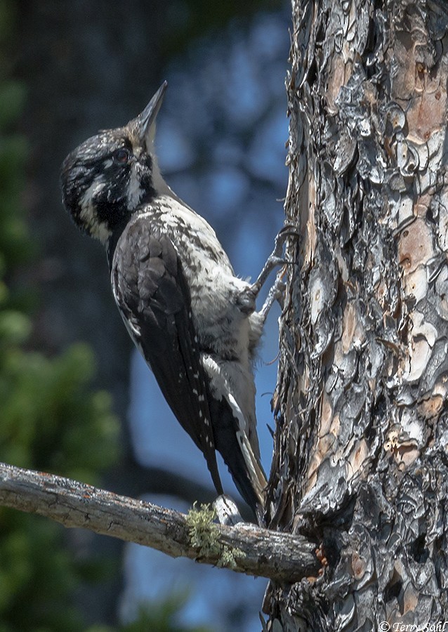 American Three-toed Woodpecker - ML168146881