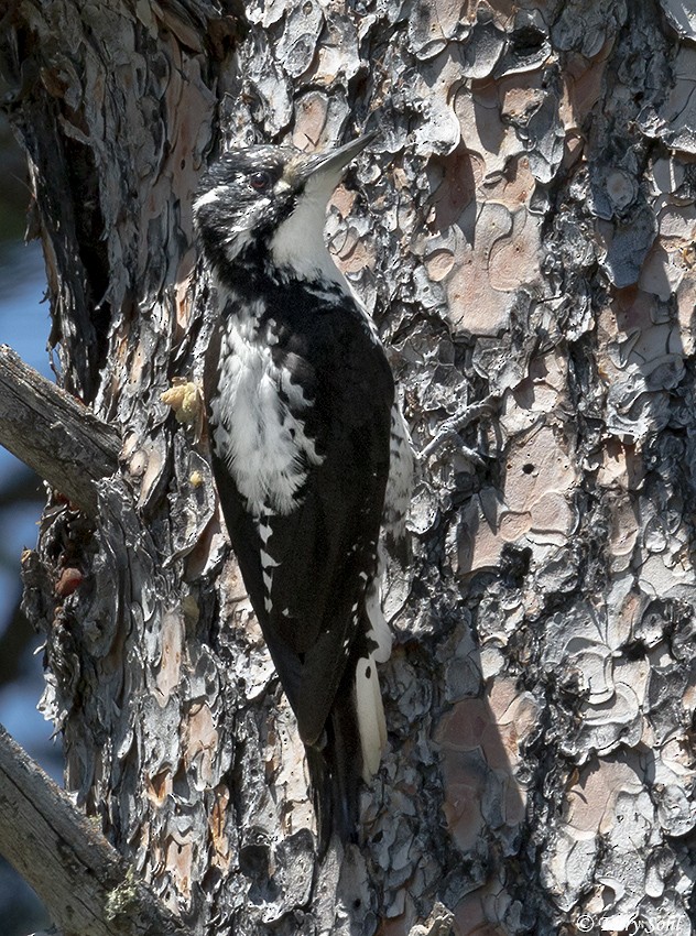 American Three-toed Woodpecker - ML168146901