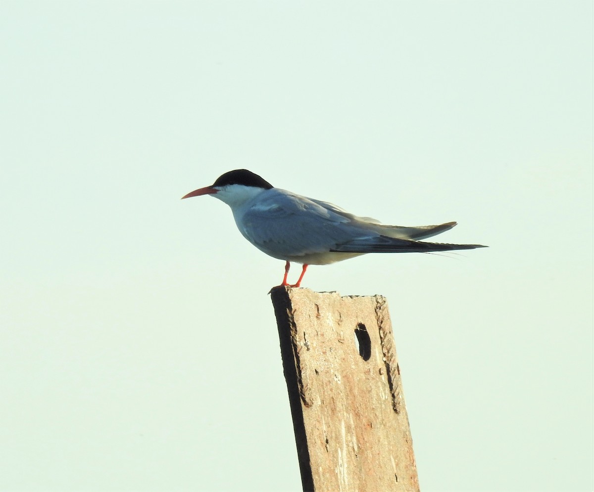 Common Tern - ML168147701