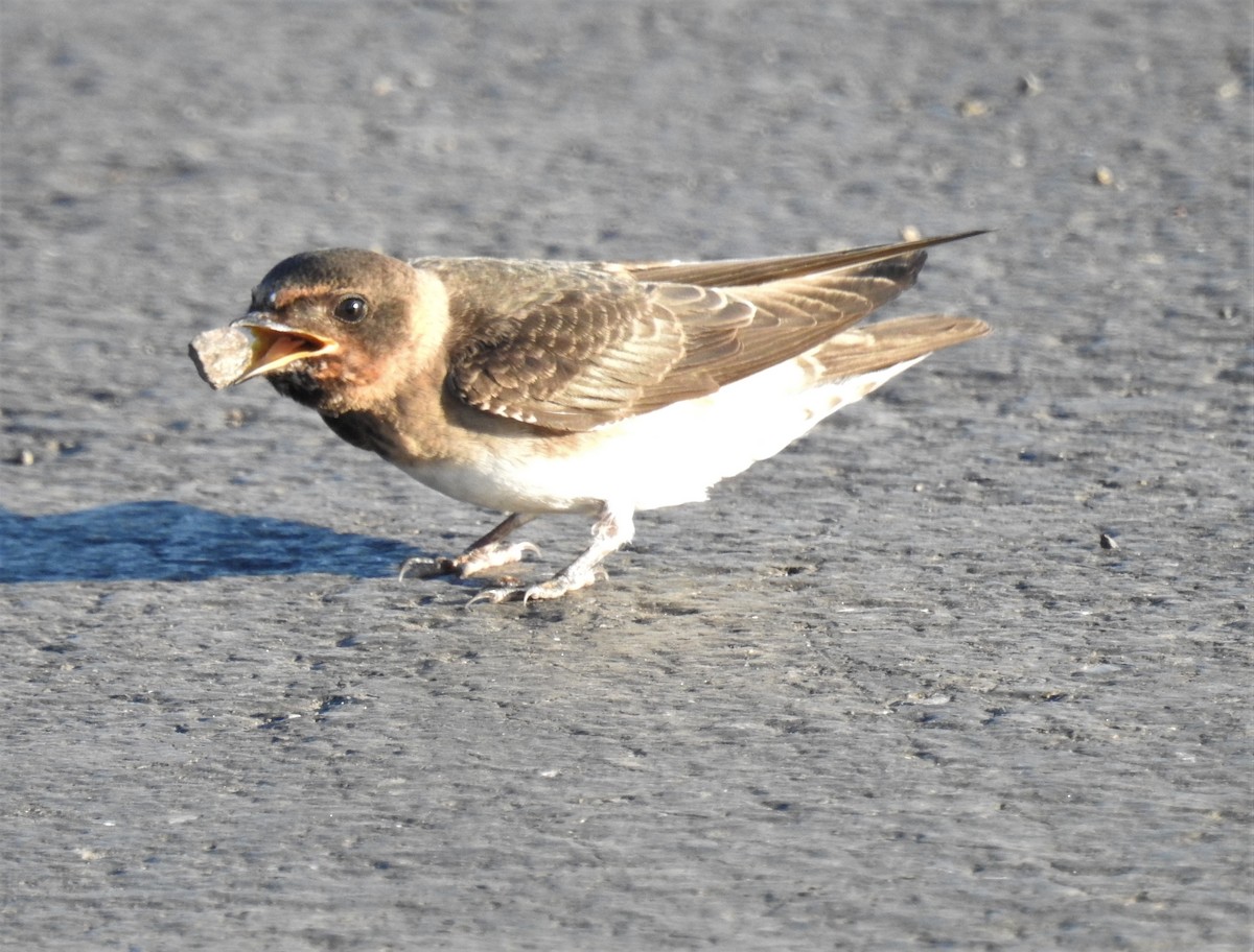 Cliff Swallow - ML168147721