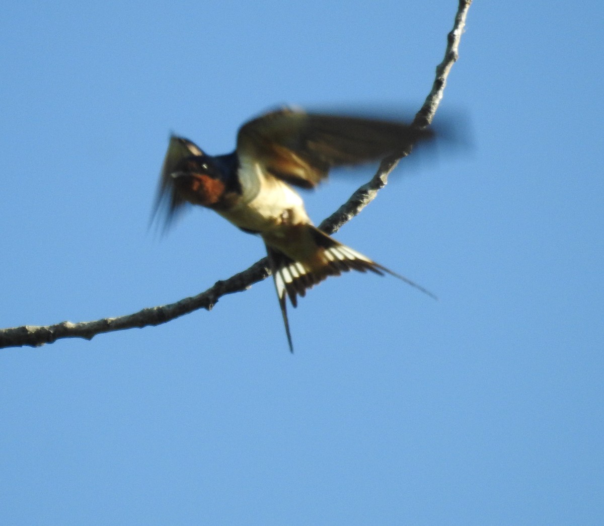 Barn Swallow - Bruce Hoover