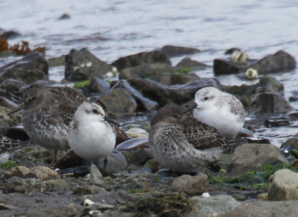 Sanderling - Franklin Haas