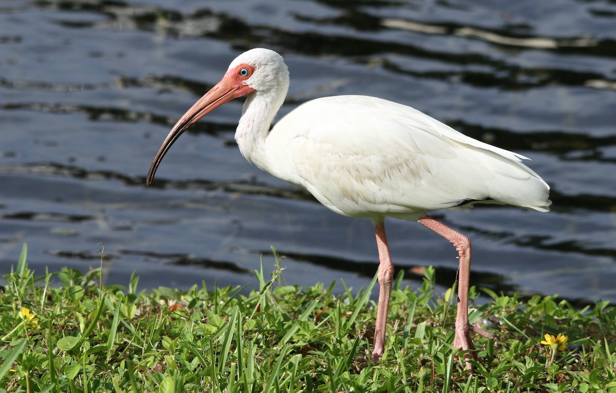 White Ibis - ML168149201