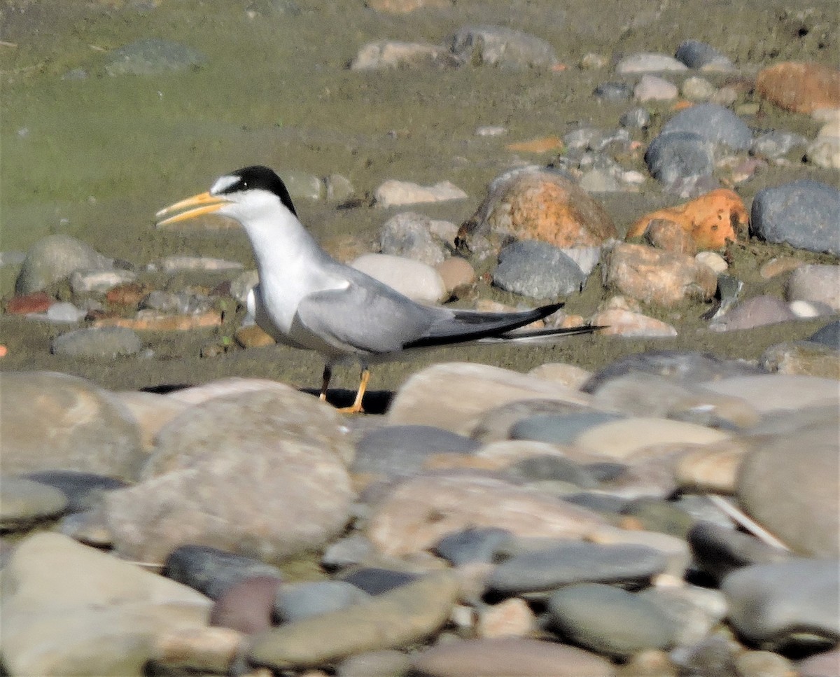 Least Tern - ML168149511