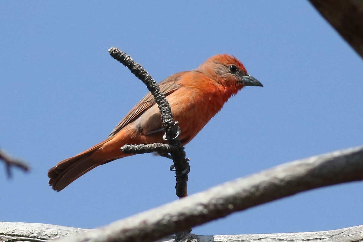 Hepatic Tanager - ML168150141