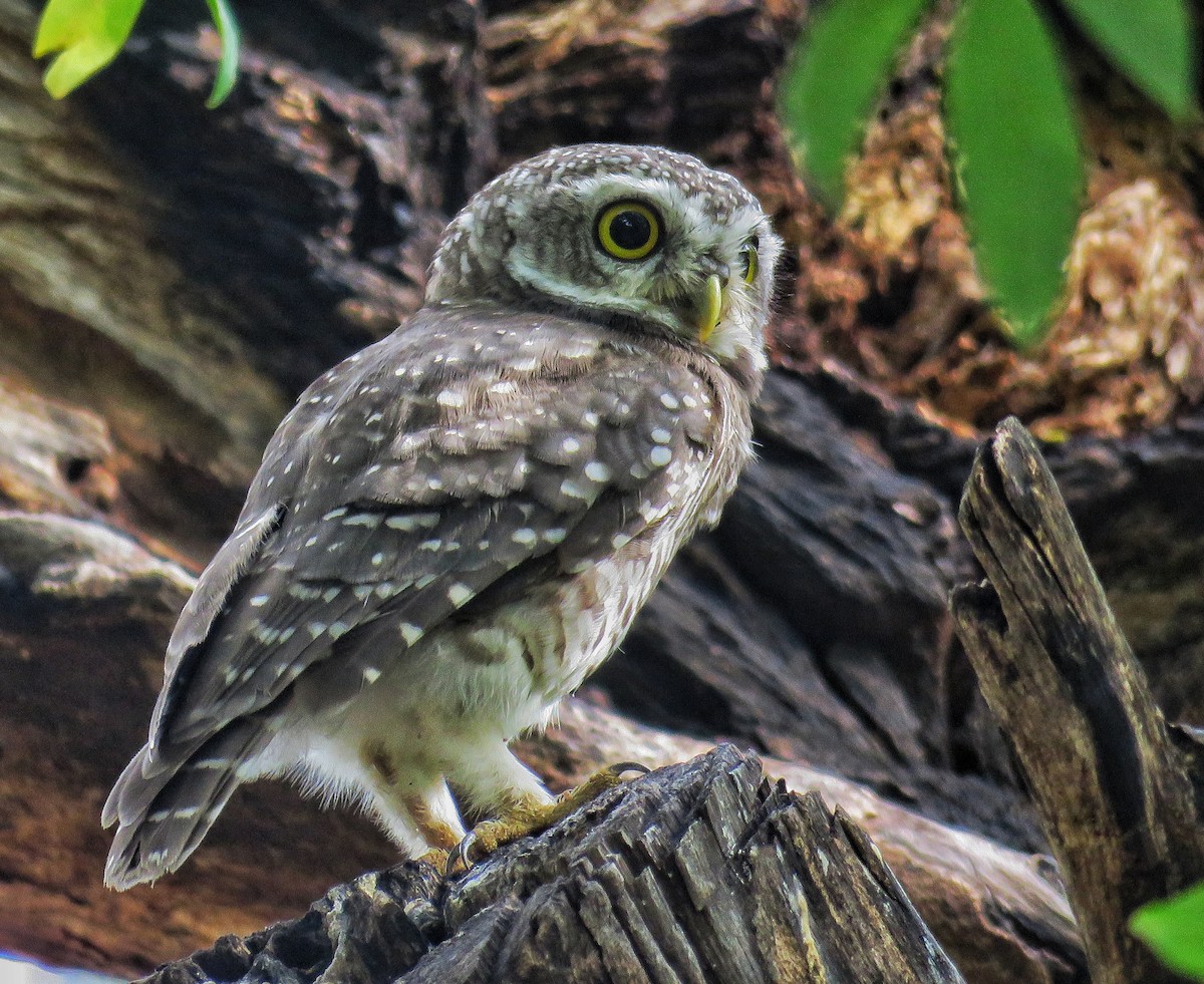 Spotted Owlet - Santharam V