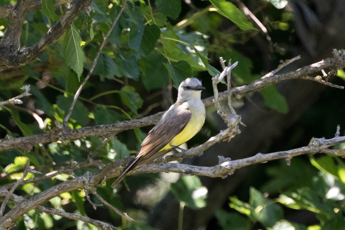 Western Kingbird - ML168150991