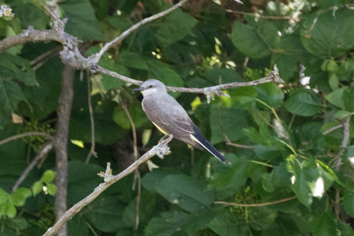 Western Kingbird - ML168151001
